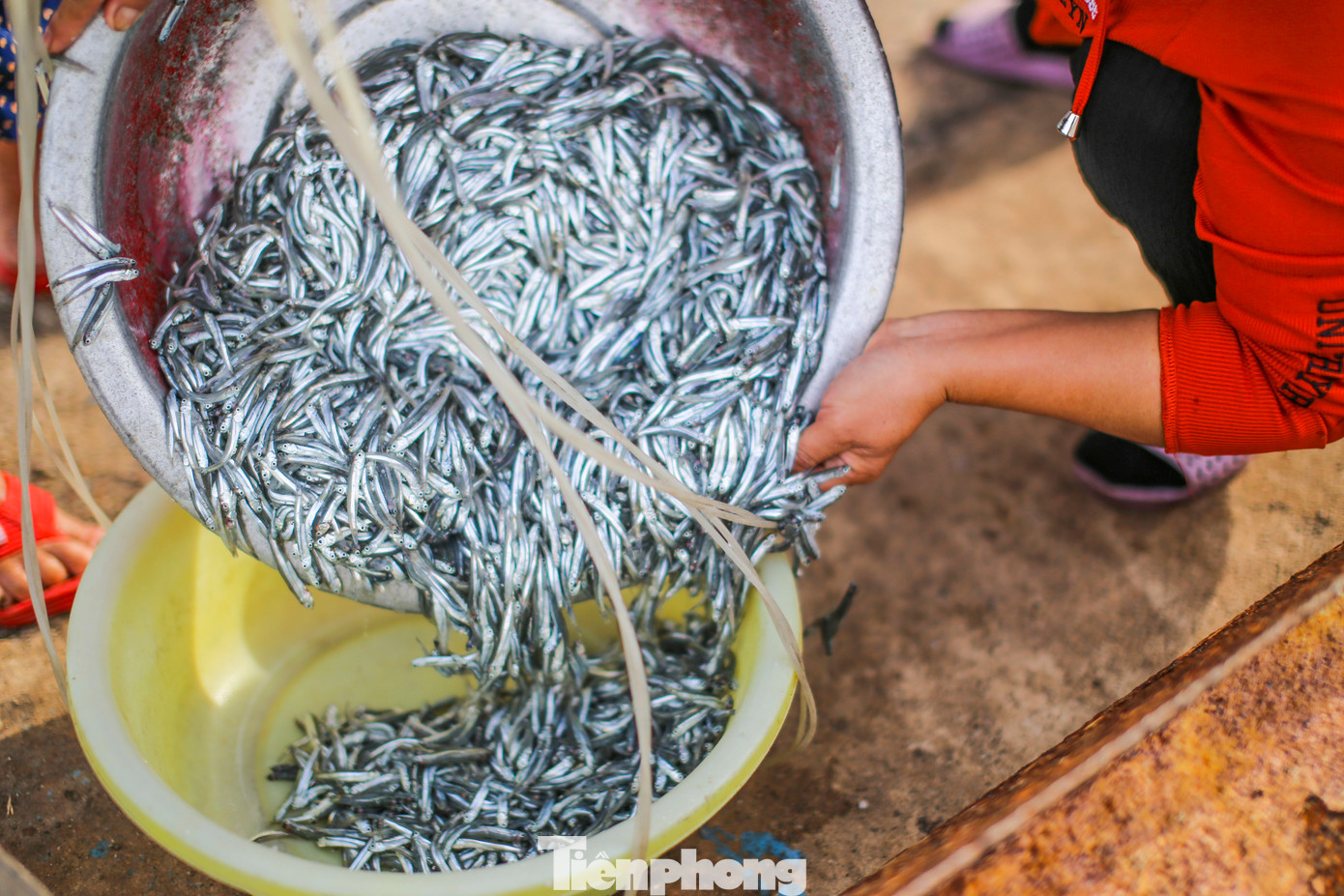 Những mẻ cá cơm tươi rói được thương lái thu mua đem đi tiêu thụ. Ảnh: Trương Định