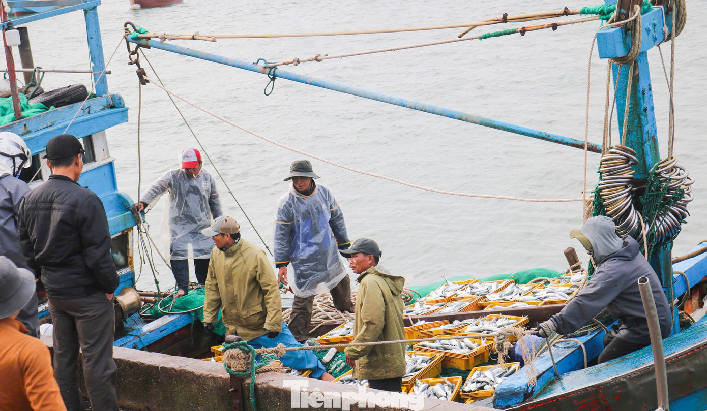 Ngoài cá cơm, ngư dân còn đánh bắt các loại hải sản khác như cá ngừ, ruốc,... Ảnh: Trương Định