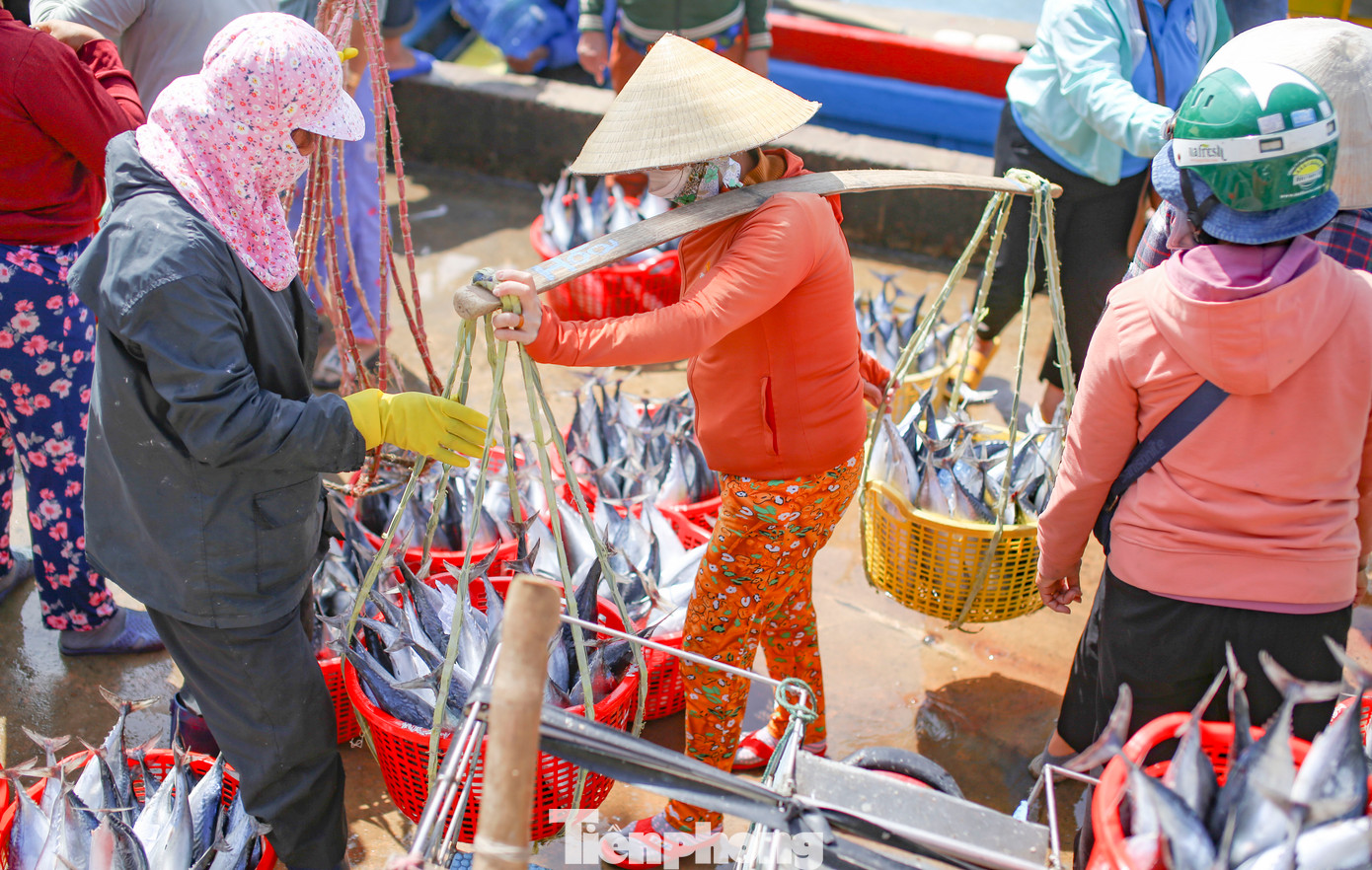 Cá ngừ chù được ngư dân Nhơn Lý đánh bắt được mang vào bờ. Ảnh: Trương Định