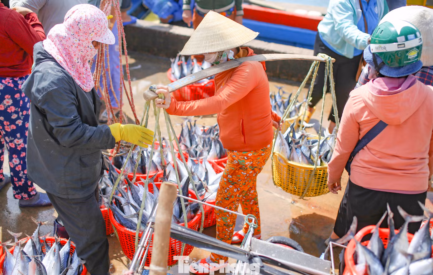 Cá ngừ chù được ngư dân Nhơn Lý đánh bắt được mang vào bờ. Ảnh: Trương Định
