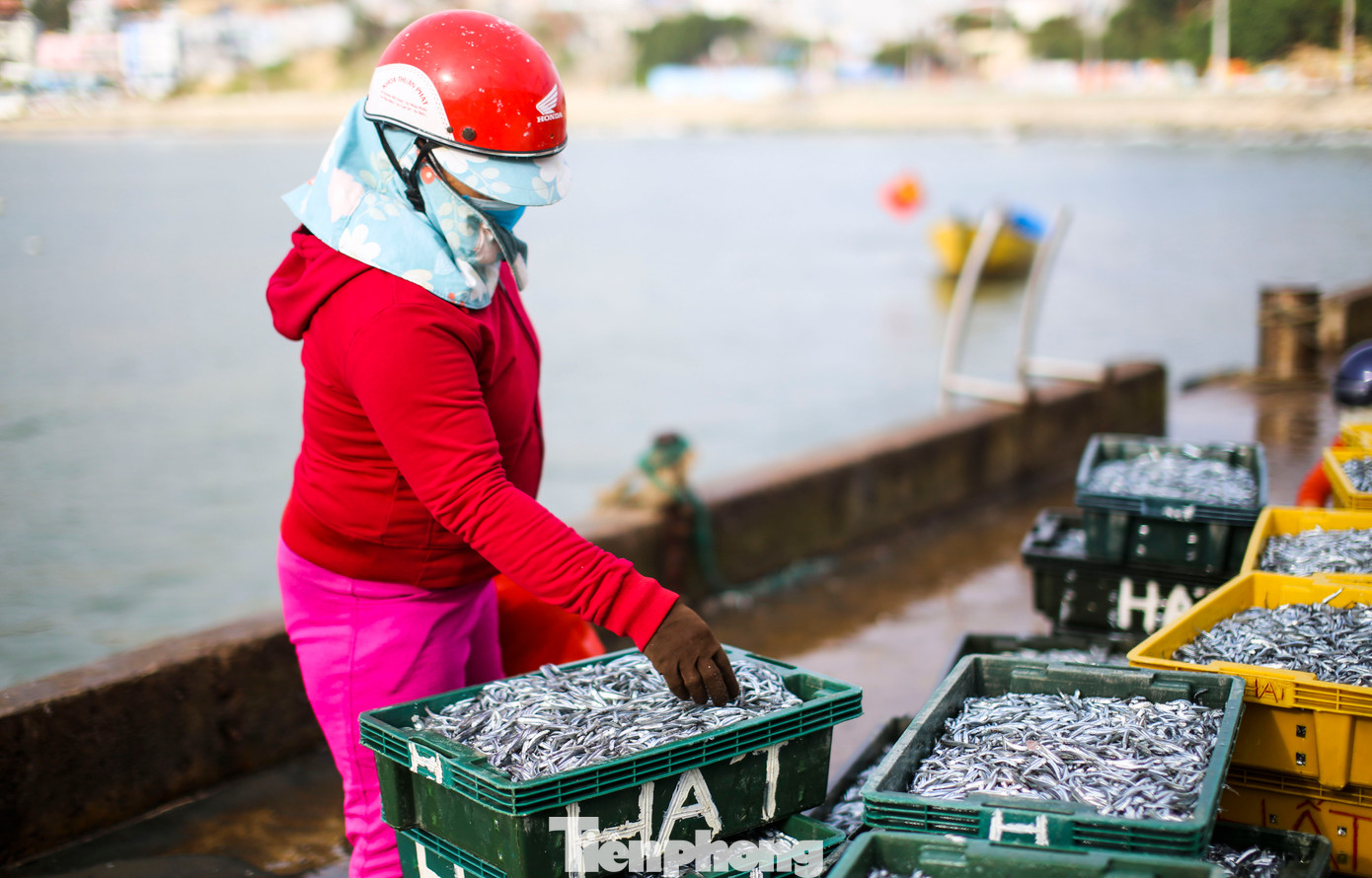 Những mẻ cá cơm tươi rói được thương lái thu mua đem đi tiêu thụ. Ảnh: Trương Định