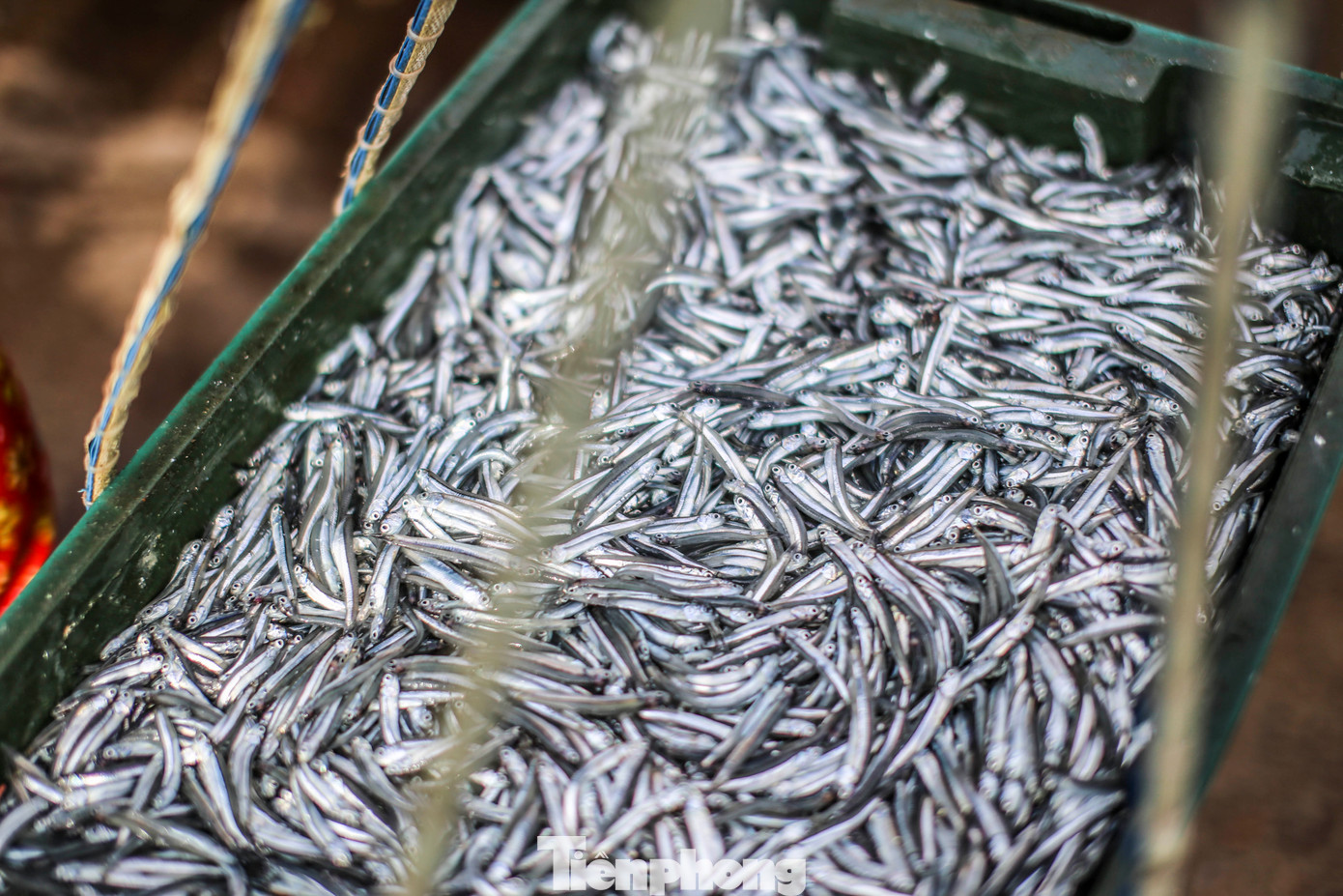 Những két cá cơm tươi rói được ngư dân đánh bắt mang vào bờ. Ảnh: Trương Định