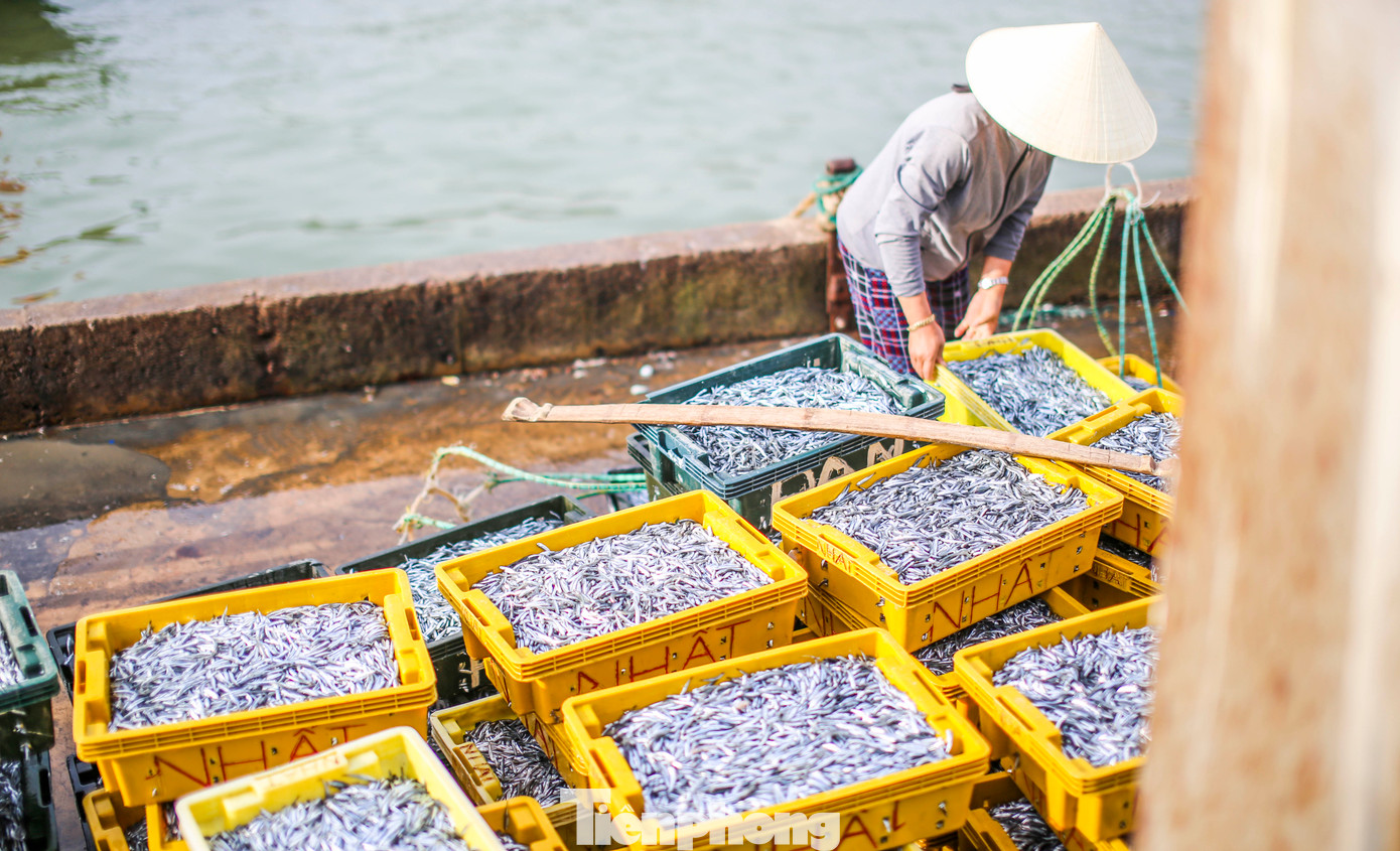 Ngư dân Nguyễn Nguyên (60 tuổi) cho biết, vùng biển xã Nhơn Lý chủ yếu là cá cơm và ruốc. “Mấy bữa này gió lớn nên ngư dân cũng không đánh bắt được, chỉ mới ra khơi 5 – 7 ngày qua. Năm nay được mùa cá cơm, ruốc thì xuất hiện ít”. Ảnh: Trương Định