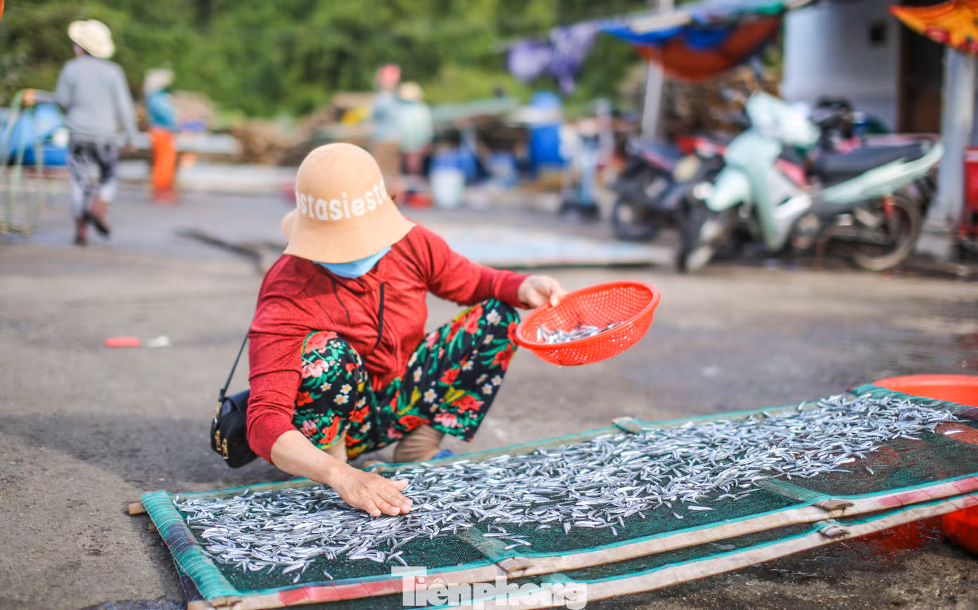 ... hoặc đem đi phơi khô để bán. Ảnh: Trương Định