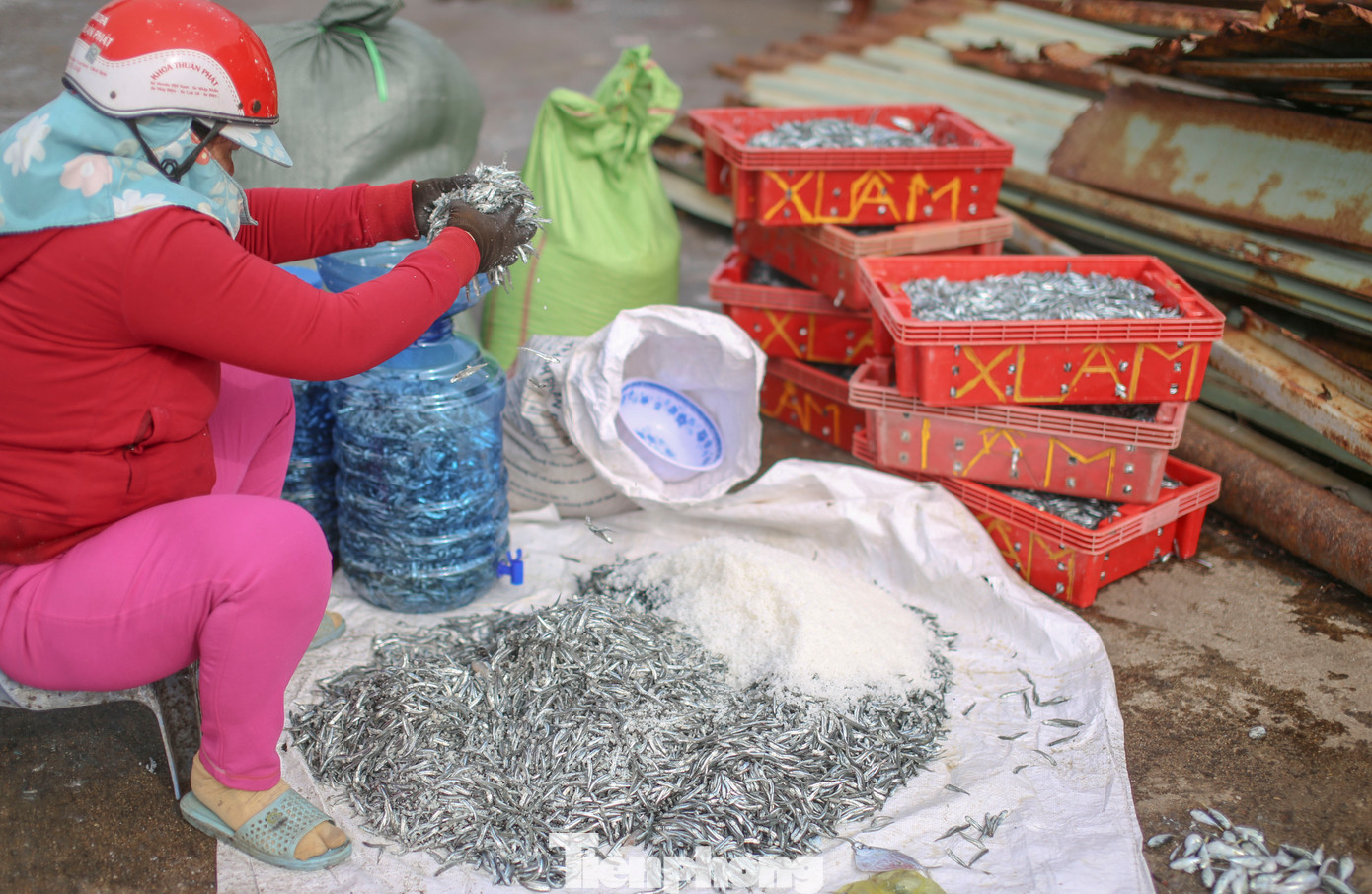 Cá cơm được muối mắm...