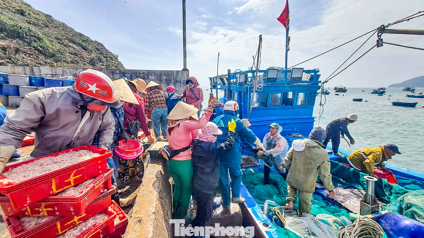 Tại bến cá, người dân đứng đông nghịt để đón từng chiếc tàu đánh bắt cá cơm nối đuôi nhau vào bờ. Khi tàu vừa cập bến, cá cơm được thương lái nhanh tay mua hết sạch. Cá cơm được đưa đi muối mắm, hoặc phơi khô để bán. Ảnh: Trương Định