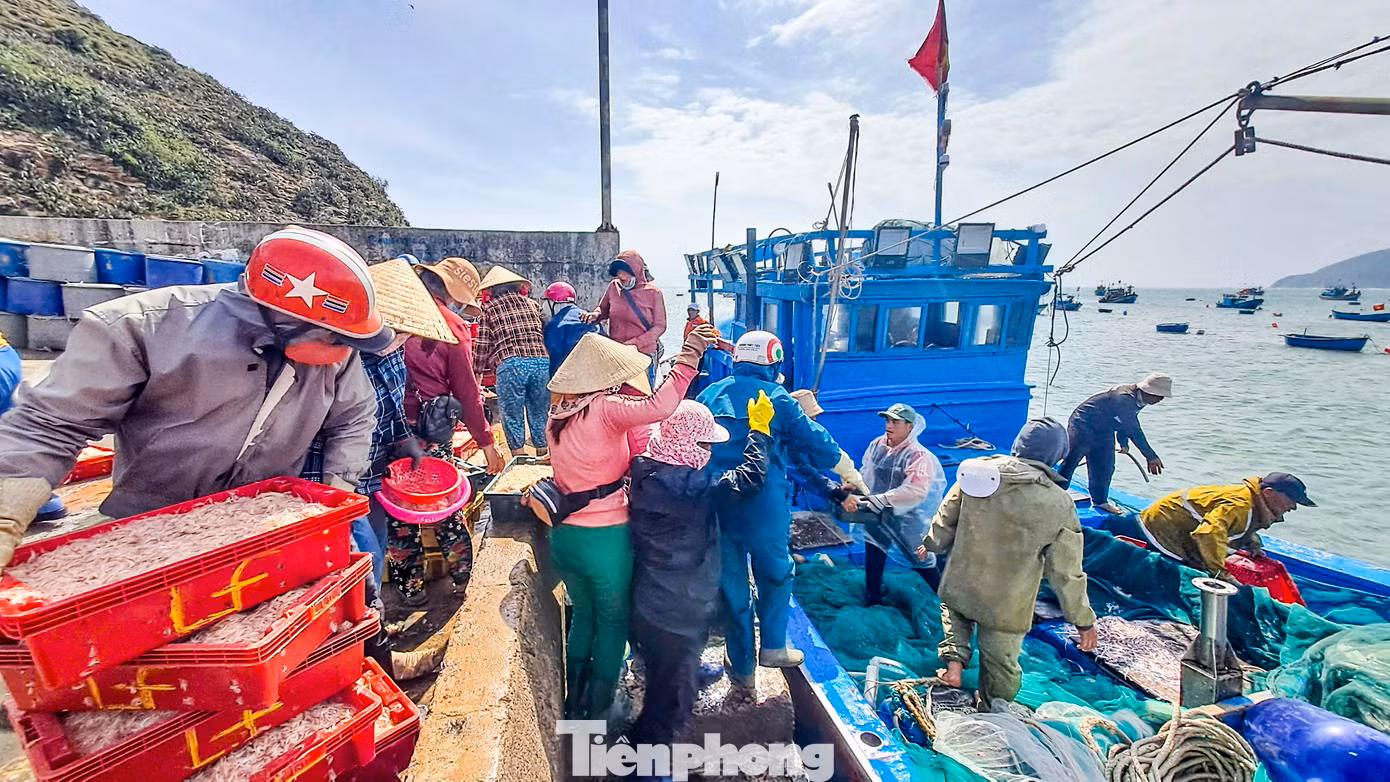 Tại bến cá, người dân đứng đông nghịt để đón từng chiếc tàu đánh bắt cá cơm nối đuôi nhau vào bờ. Khi tàu vừa cập bến, cá cơm được thương lái nhanh tay mua hết sạch. Cá cơm được đưa đi muối mắm, hoặc phơi khô để bán. Ảnh: Trương Định