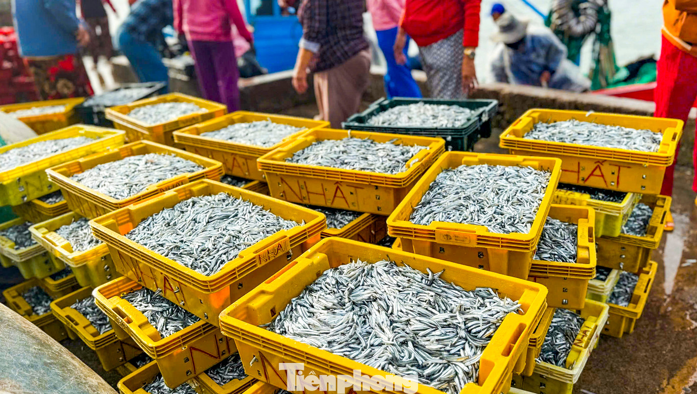 Theo người dân địa phương, tàu ra khơi thường mất vài tiếng, quá trình vây lưới đánh bắt nếu trúng mẻ cá thì lập tức quay vào bờ để bán. Cứ thế tàu ra khơi đánh bắt từ sáng sớm đến tối mịt. Hiện tại, ngư dân chủ yếu đánh bắt cá cơm. Ảnh: Trương Định