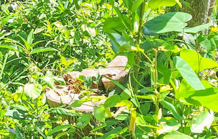 Những gốc cây bị chặt hạ còn để lại. Những gốc cây bị chặt hạ còn để lại.