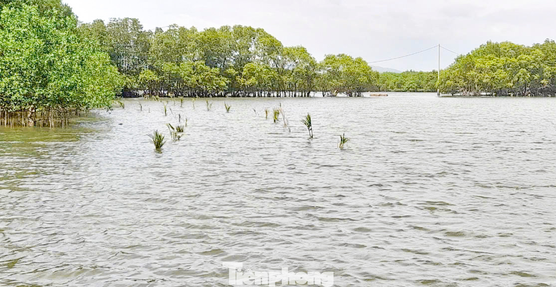 Tỉnh Bình Định triển khai trồng 50.000 cây rừng ngập mặn phân tán. Ảnh: A.T