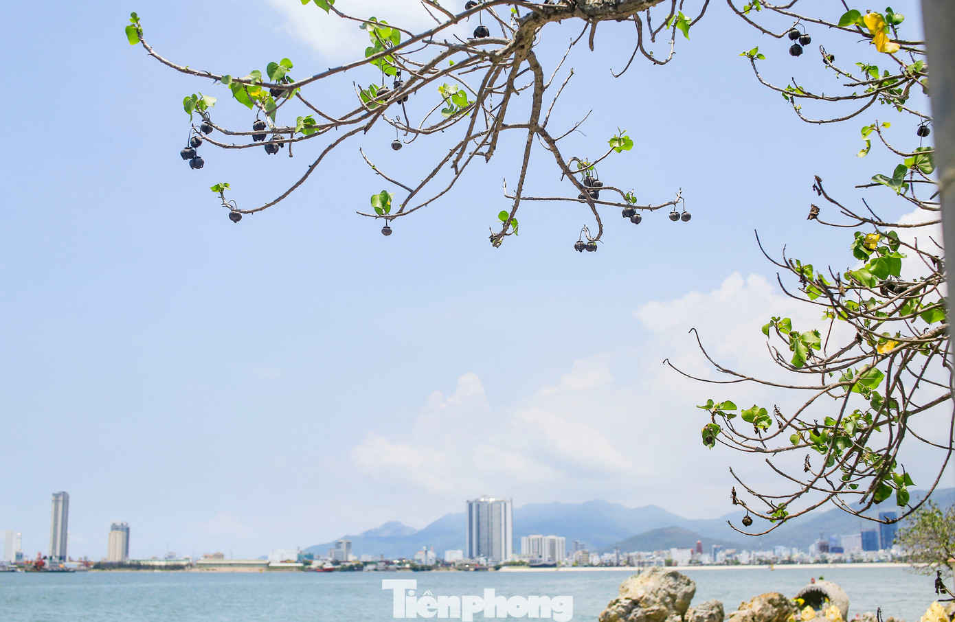 TP. Quy Nhơn nhìn từ tháp Thầy Bói. Ảnh: Trương Định.