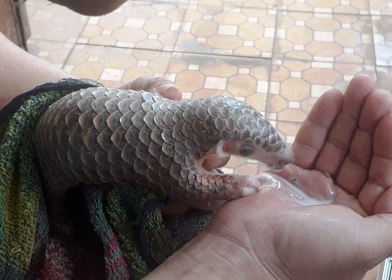 Bàn giao cá thể tê tê vàng cho Vườn quốc gia Cúc Phương. Bàn giao cá thể tê tê vàng cho Vườn quốc gia Cúc Phương.