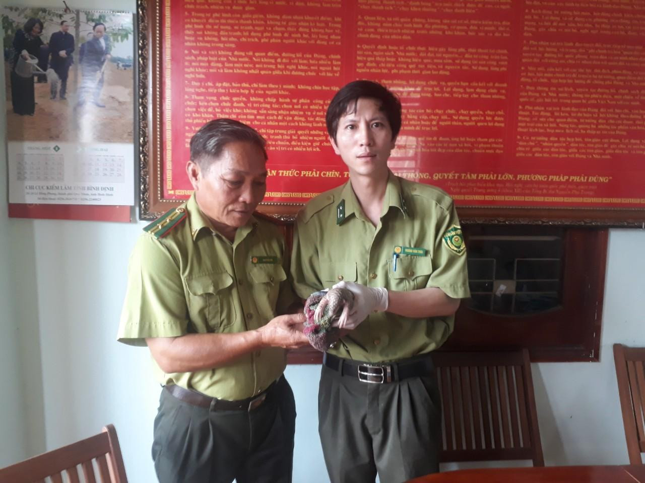 Cá thể tê tê vàng được người dân tự nguyện giao nộp để cứu hộ. Cá thể tê tê vàng được người dân tự nguyện giao nộp để cứu hộ.