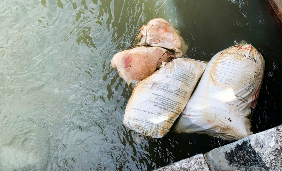 Nhiều xác lợn được bọc trong bao hoặc bị ném thẳng xuống kênh trong tình trạng lộ thiên, bốc mùi hôi thối. Ảnh: Trương Định Nhiều xác lợn được bọc trong bao hoặc bị ném thẳng xuống kênh trong tình trạng lộ thiên, bốc mùi hôi thối. Ảnh: Trương Định