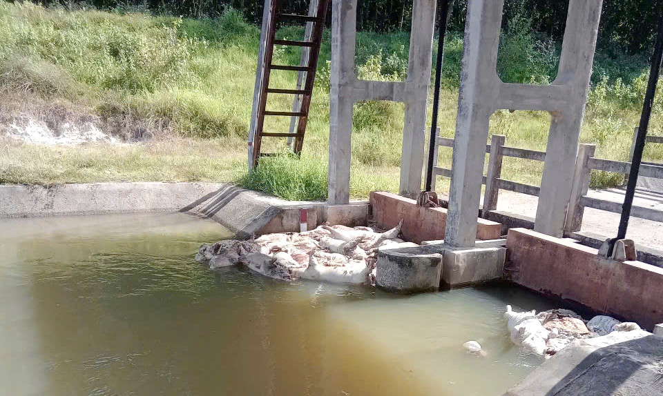 Xác heo chết bị vứt mắc kẹt lại tại các cửa xả trên kênh Vân Phong. Xác heo chết bị vứt mắc kẹt lại tại các cửa xả trên kênh Vân Phong.