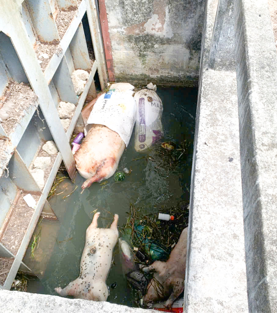 Xác heo chết nổi lềnh bềnh trong kênh. Ảnh: Trương Định Xác heo chết nổi lềnh bềnh trong kênh. Ảnh: Trương Định