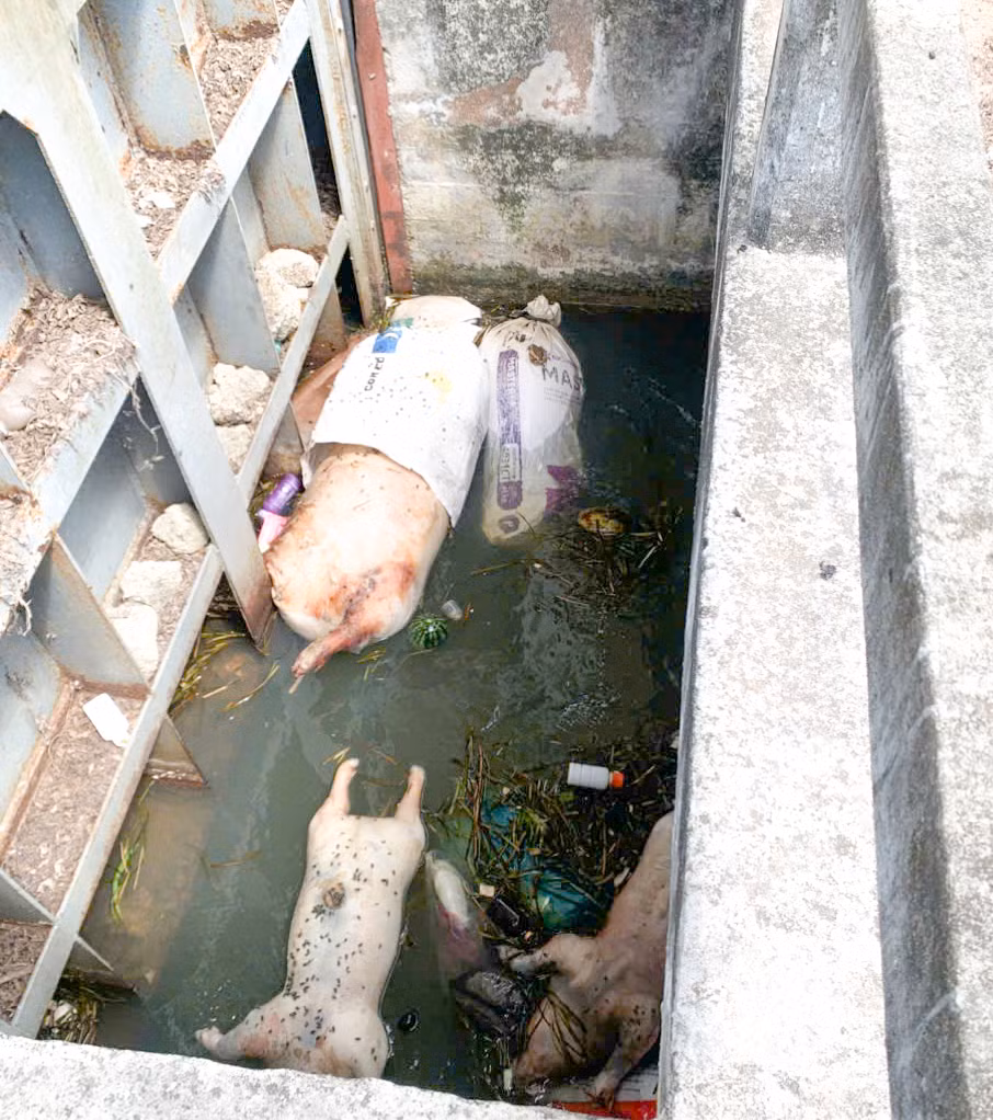 Xác heo chết nổi lềnh bềnh trong kênh. Ảnh: Trương Định