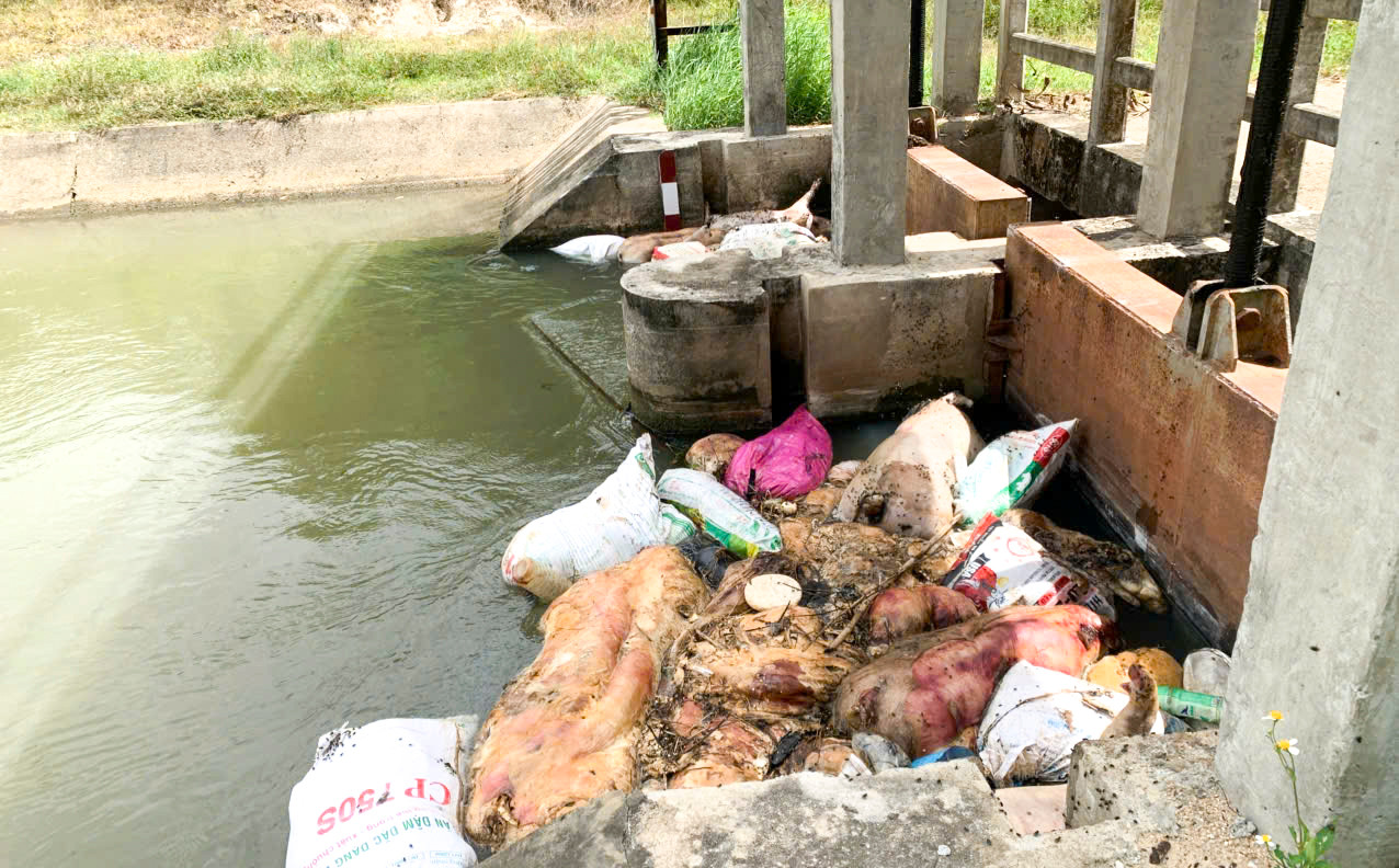 Nhiều xác lợn được bọc trong bao hoặc bị ném thẳng xuống kênh trong tình trạng lộ thiên, bốc mùi hôi thối. Ảnh: Trương Định Nhiều xác lợn được bọc trong bao hoặc bị ném thẳng xuống kênh trong tình trạng lộ thiên, bốc mùi hôi thối. Ảnh: Trương Định