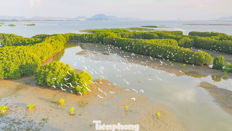 Giải chạy góp phần quảng bá hình ảnh của Khu sinh thái Cồn Chim, giới thiệu các điểm du lịch, danh lam thắng cảnh, nét văn hóa, con người quê hương Tuy Phước. Ảnh: Dũng Nhân Giải chạy góp phần quảng bá hình ảnh của Khu sinh thái Cồn Chim, giới thiệu các điểm du lịch, danh lam thắng cảnh, nét văn hóa, con người quê hương Tuy Phước. Ảnh: Dũng Nhân