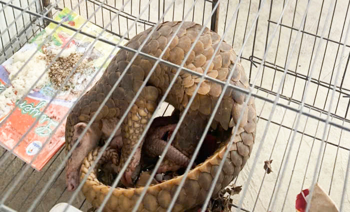 Cá thể tê tê Java quý hiếm được người dân tự nguyện giao nộp. Ảnh: HKL