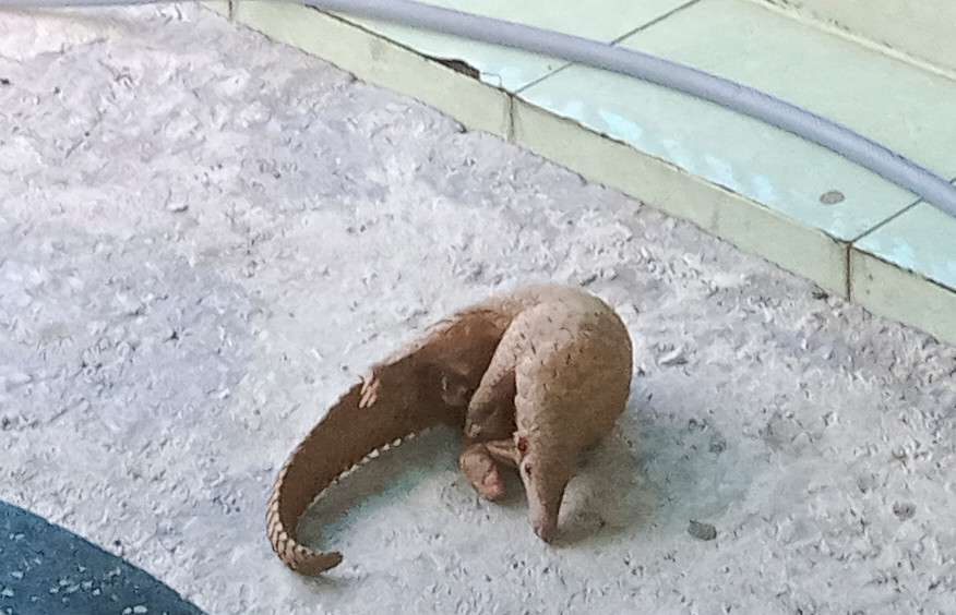 Cá thể tê tê Java được người dân giao nộp.