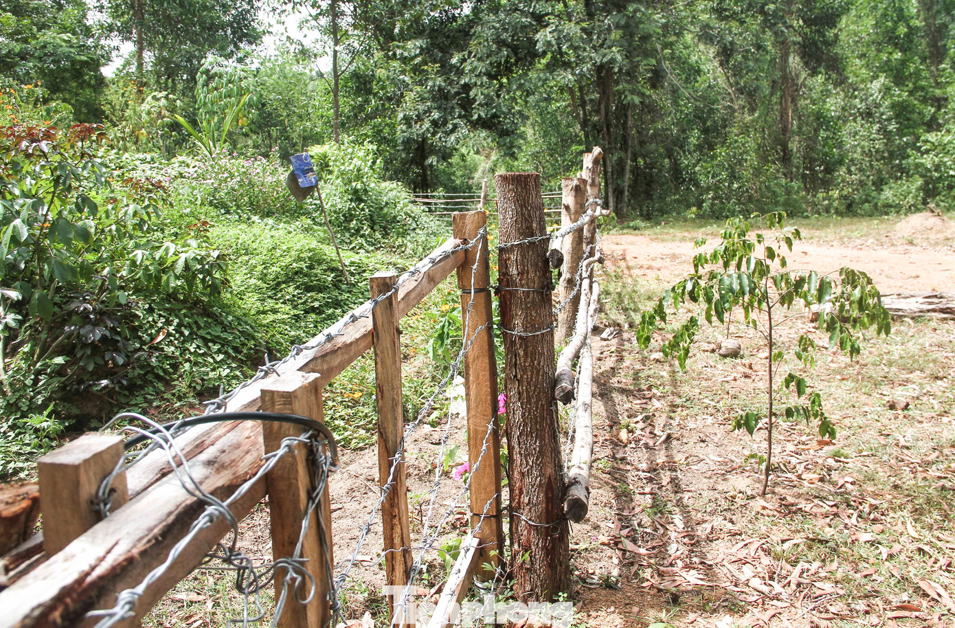 Xung quanh ngôi nhà có tường rào bằng gỗ và dây thép gai bao quanh cả 1 diện tích rộng lớn. Ảnh: Trương Định Xung quanh ngôi nhà có tường rào bằng gỗ và dây thép gai bao quanh cả 1 diện tích rộng lớn. Ảnh: Trương Định