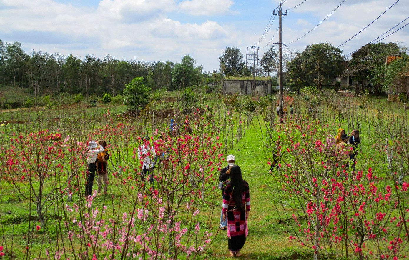 Năm 2016, huyện Vĩnh Thạnh triển khai trồng thí điểm 1ha giống hoa anh đào từ Đạt Lạt, mai hoa đào, hoa đào Bắc, cẩm tú cầu, dã quỳ. Những giống hoa này rất hiếm, khó trồng tại miền Trung nhưng nay đã có mặt ở xã vùng cao Vĩnh Sơn.