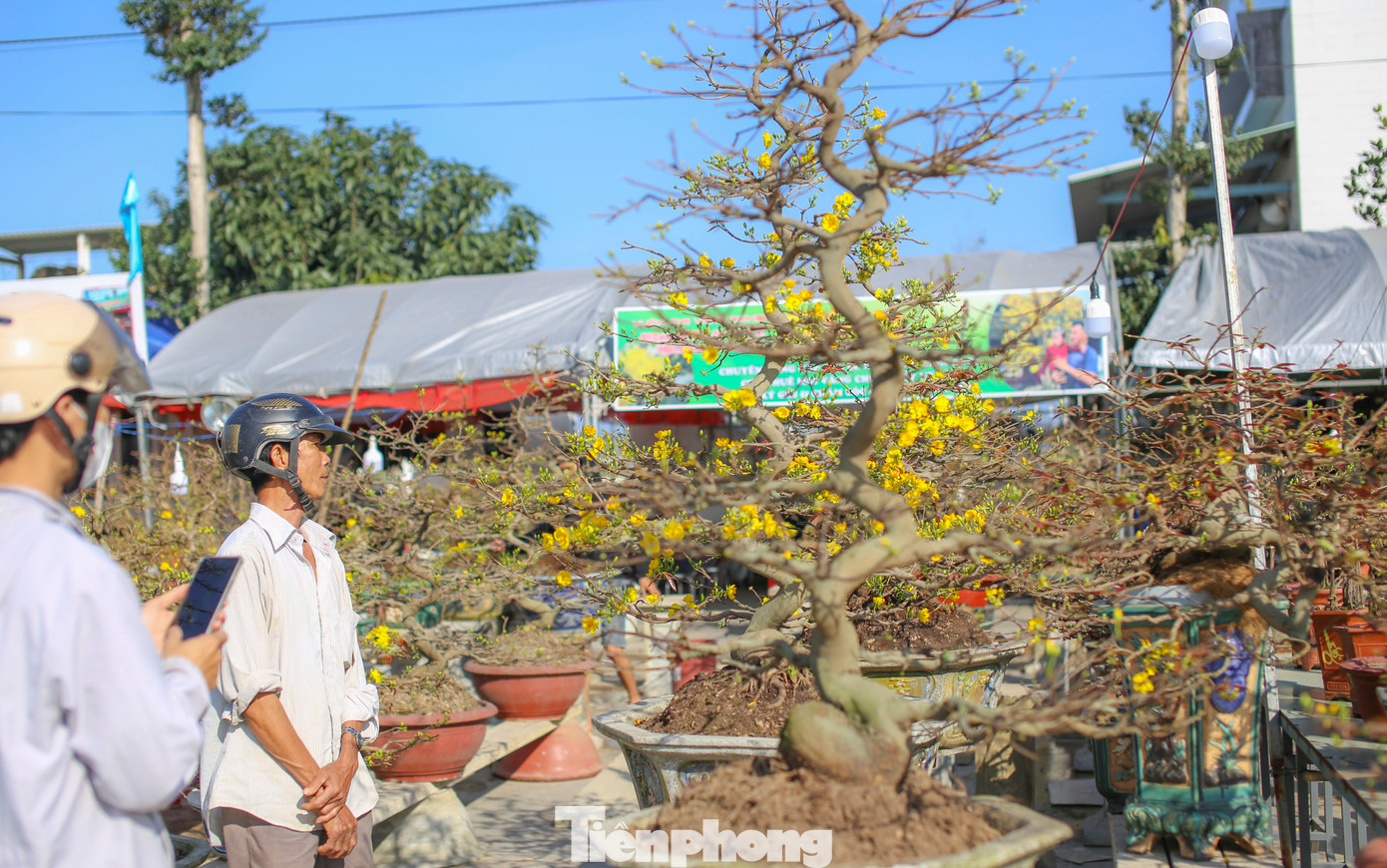 Ông Đặng Thanh Quý (45 tuổi, xã Nhơn Hạnh, thị xã An Nhơn) cho biết, thời tiết năm nay thay đổi đột ngột, trời lạnh khiến nụ chậm phát triển. Người đến xem mai cũng tương đối, nhưng mai không có bông nên cũng không bán được nhiều. Ảnh: Trương Định