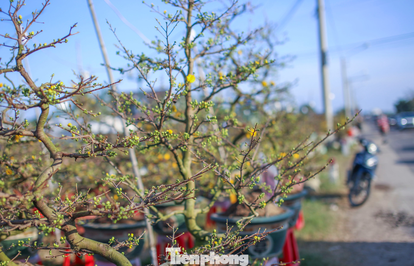 Theo các nhà vườn, mai bung búp cận Tết là không đúng thời điểm để xuất bán, đặc biệt là thị trường phía Bắc. Ảnh: Trương Định