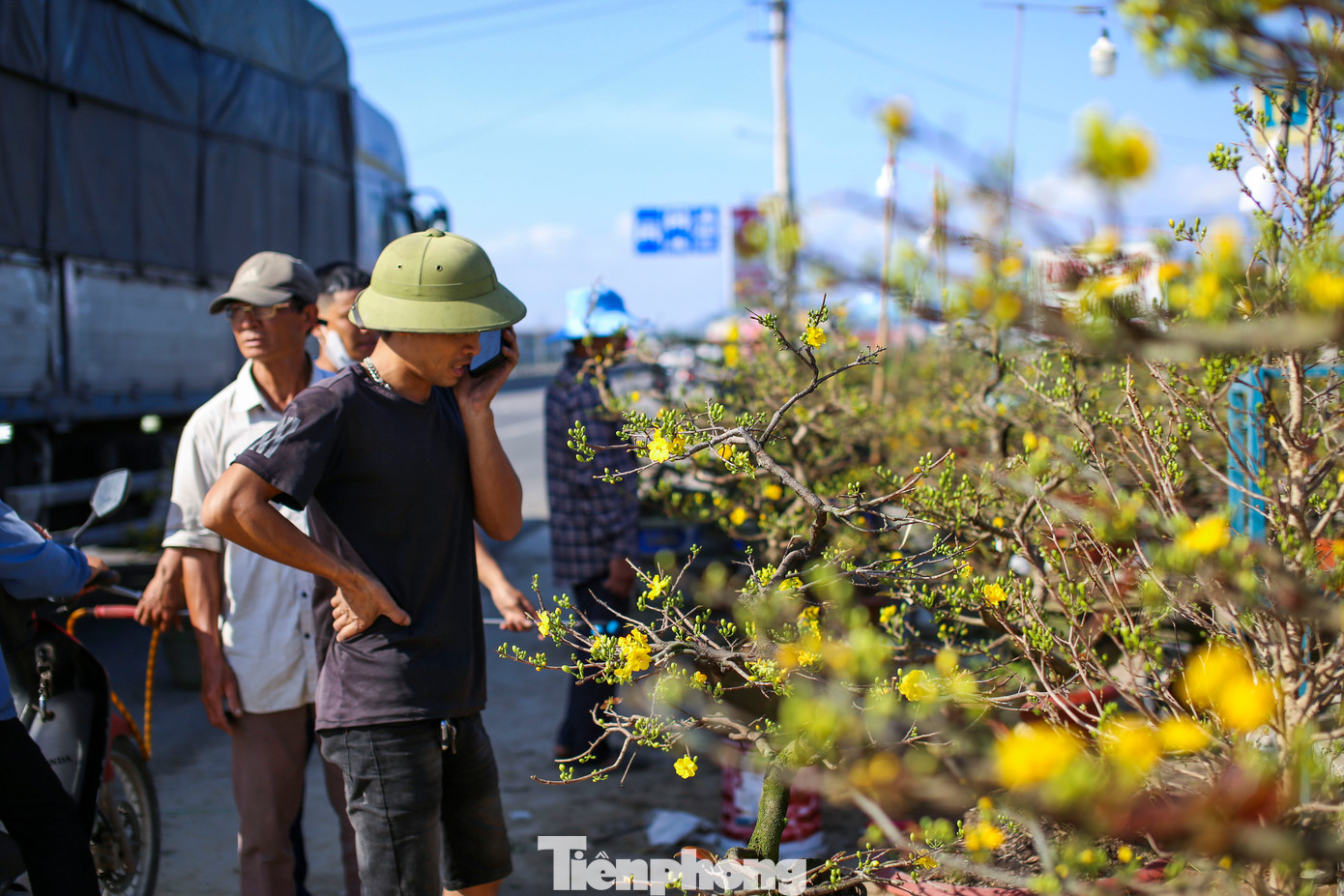 Nếu so với mọi năm, thời điểm này khi chạy dọc qua tuyến tránh trên địa bàn thị xã An Nhơn (Bình Định) dễ dàng bắt gặp hình ảnh những cánh hoa mai nhuộm vàng 2 bên đường, thì nay, sắc xuân ấy có phần khiêm tốn hơn. Ảnh: Trương Định