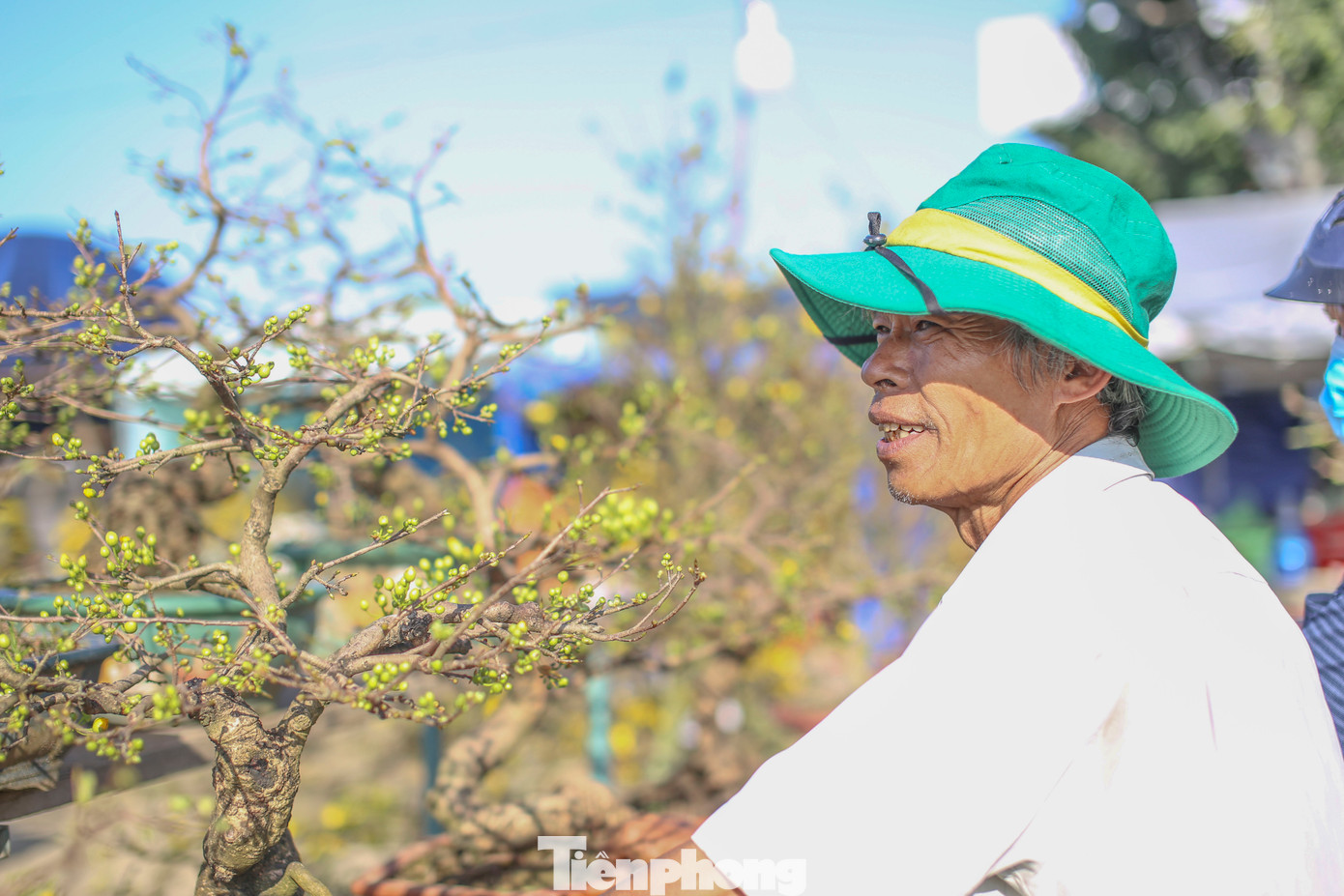Tương tự, ông Bùi Quang Cát (65 tuổi, phường Nhơn Hưng, thị xã An Nhơn) cũng không giấu nổi lo lắng: “Cây mai vốn ưa thời tiết nắng ấm, mà năm nay lạnh quá, búp bung muộn, không có bông”. Ảnh: Trương Định