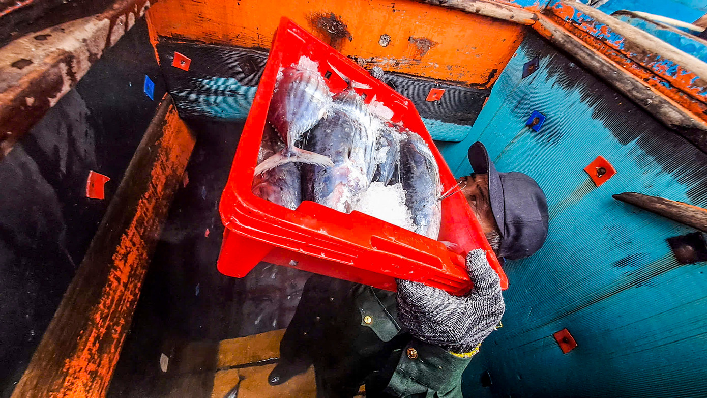 Sau chuyến biển kéo dài hơn nửa tháng ở vùng biển Hoàng Sa, tàu BĐ91347 TS cập cảng cá Quy Nhơn để xuất bán hải sản. Chuyến này, tàu đánh bắt được gần 20 tấn cá ngừ sọc dưa. Theo ngư dân, dù sản lượng dù không được cao nhưng anh em bạn tàu cũng có ít chi phí để trang trải cho gia đình. Ảnh: Trương Định