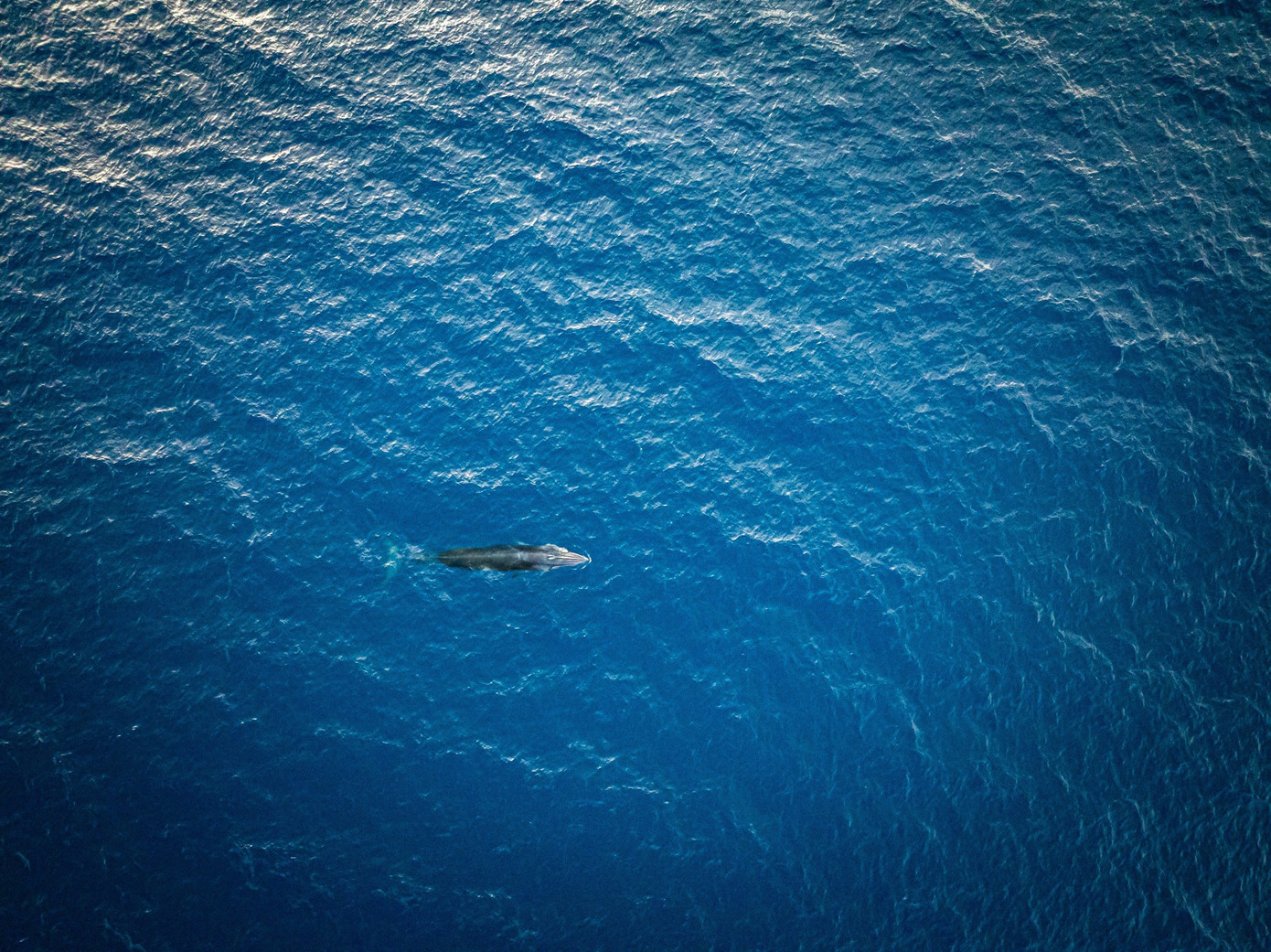 Theo người dân, cá voi xuất hiện vào ngày 14/7, tại khu vực biển thôn Diêu Quang, xã Hoài Hải; cách đất liền khoảng hơn 1km. Ảnh: Dũng Nhân.