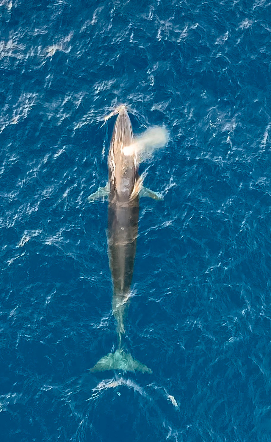 Theo lãnh đạo UBND xã Hoài Hải, cá voi xuất hiện đem lại niềm vui, may mắn cho bà con ngư dân. Ảnh: Dũng Nhân.