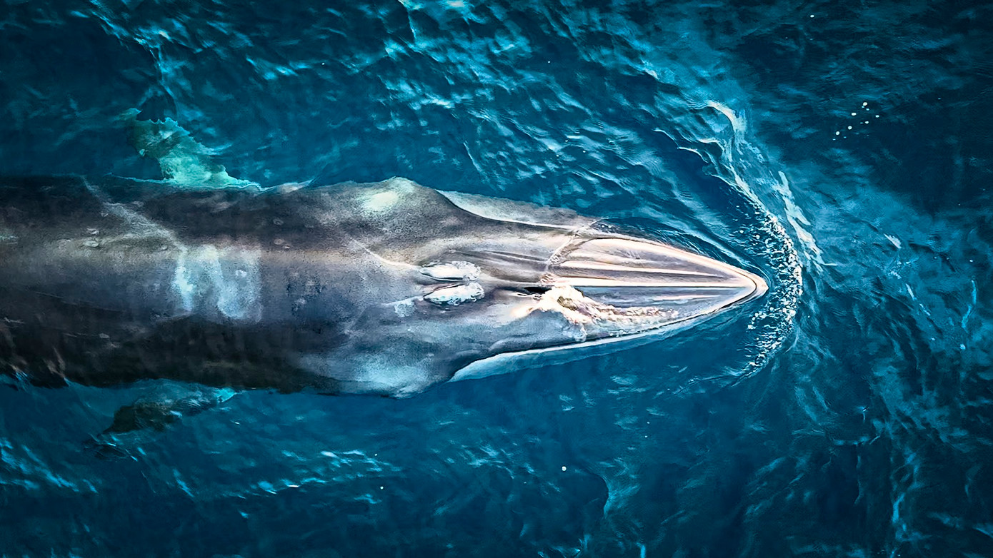 Khoảnh khắc cá voi nổi lên mặt biển. Ảnh: Dũng Nhân.