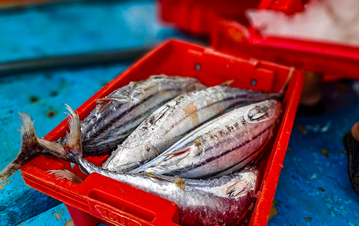 Những mẻ cá ngừ sọc dưa có kích thước lớn về bờ. Ảnh: Trương Định