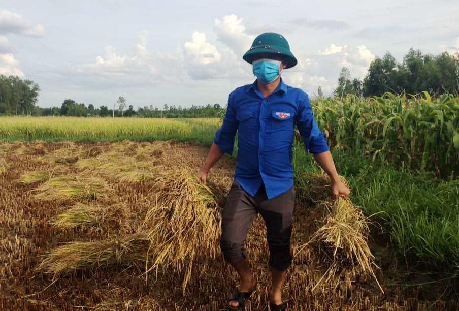 ĐVTN ở xã Cát Lâm (huyện Phù Cát), xuống đồng thu hoạch lúa giúp người dân. ĐVTN ở xã Cát Lâm (huyện Phù Cát), xuống đồng thu hoạch lúa giúp người dân.