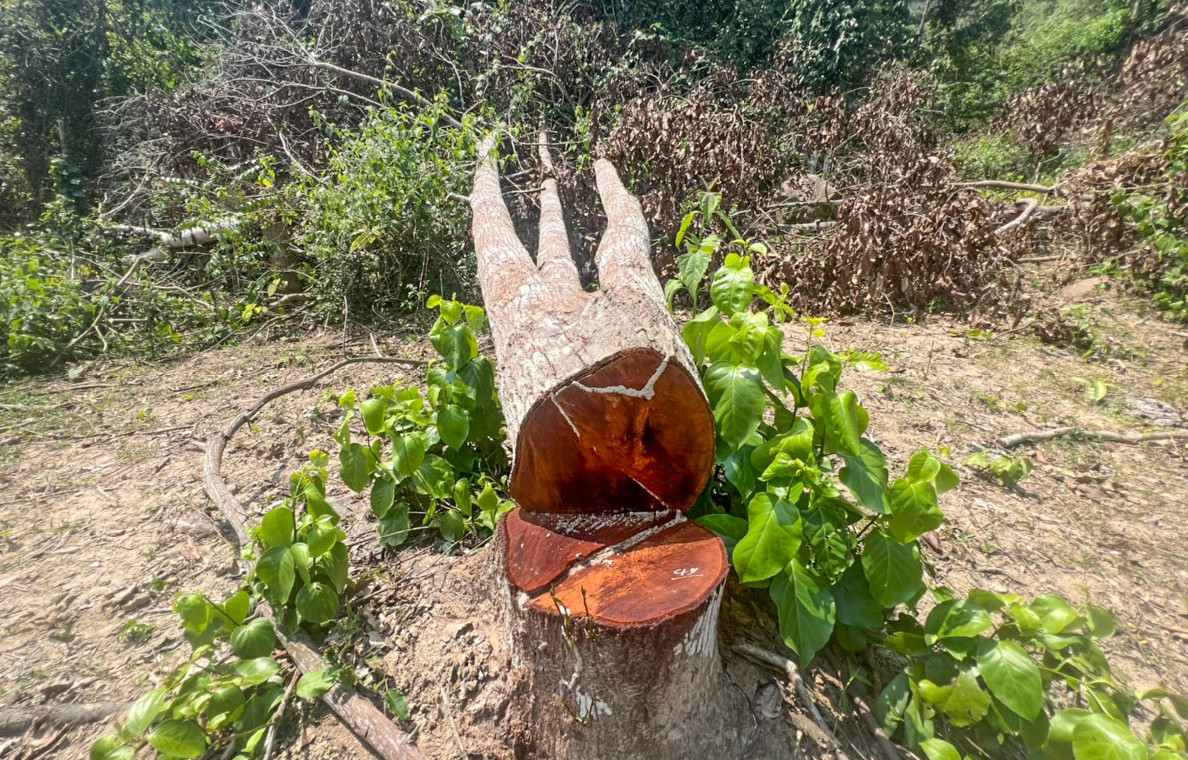 Hiện trường cây gỗ bị cưa hạ trái phép.