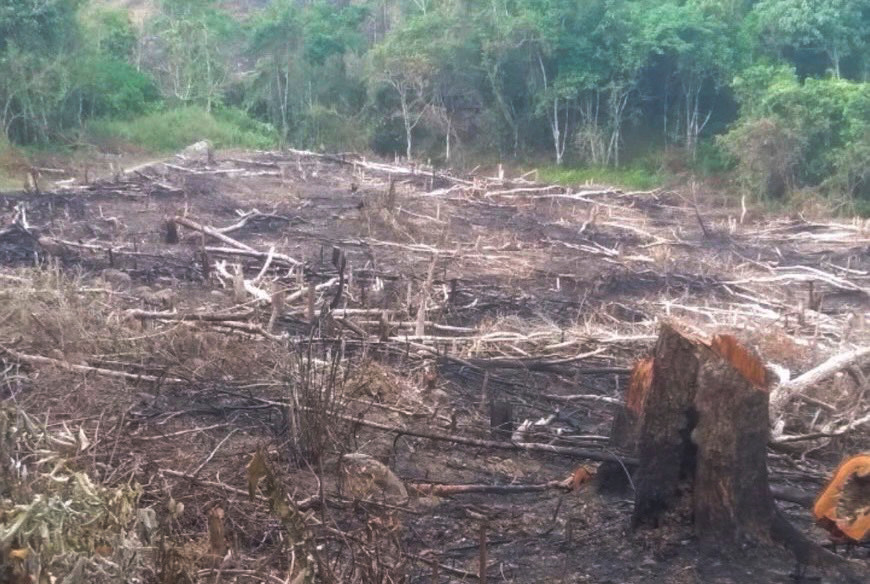 Khu vực rừng bị phá trái phép.