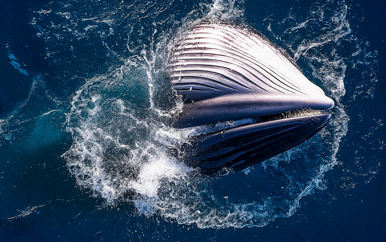 Cá voi đớp mồi. Ảnh: Nguyễn Dũng