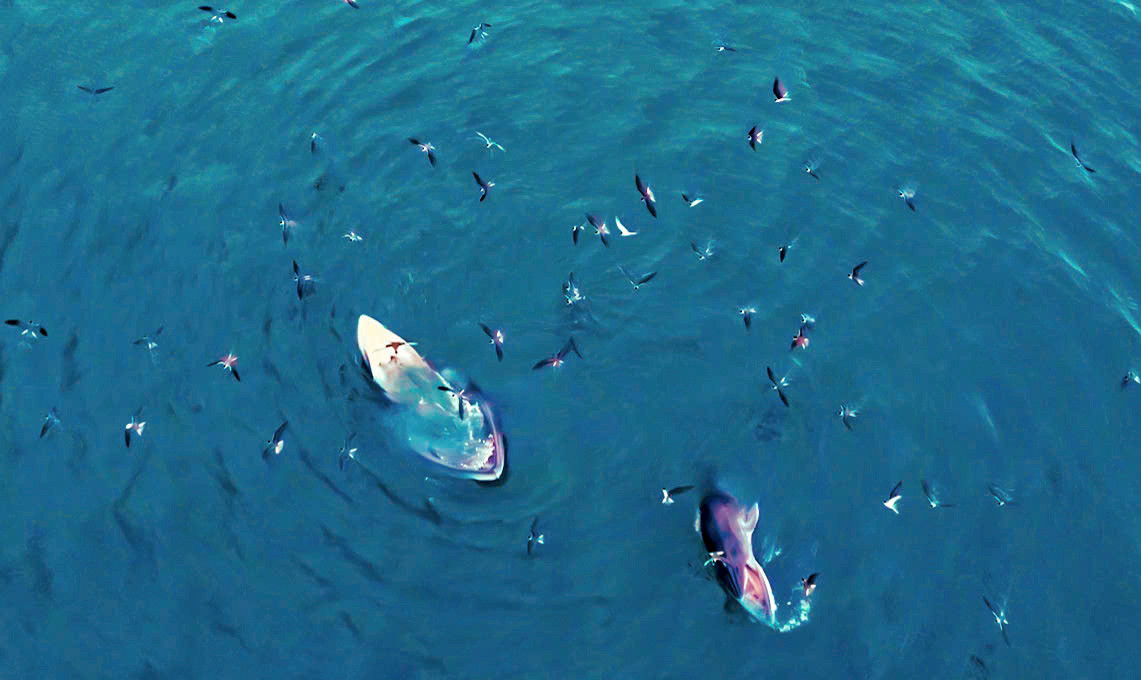 Hình ảnh cặp mẹ con cá voi đang săn mồi tại vùng biển Vũng Bồi thuộc xã An Lương, tỉnh Gia Lai (xã Mỹ Thành, huyện Phù Mỹ, tỉnh Bình Định cũ), hôm 30/6 được người dân quay lại được. Ảnh: Dũng Nhân