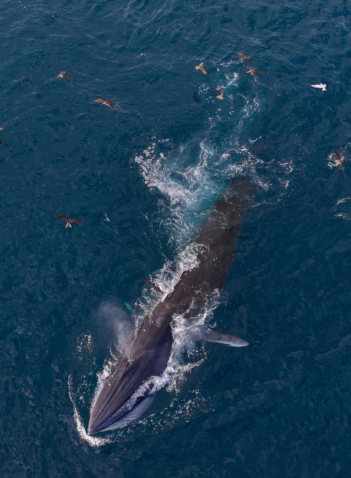 Theo anh Dũng, chỉ sau vài phút, anh thấy từ phía mặt biển xa, một con cá voi khổng lồ dài hơn 10 m bất ngờ trồi lên, há to miệng hút trọn đàn cá nhỏ rồi nhẹ nhàng lặn xuống, để lại sau lưng những vệt sóng lớn tung bọt trắng xóa. Ảnh: Nguyễn Dũng