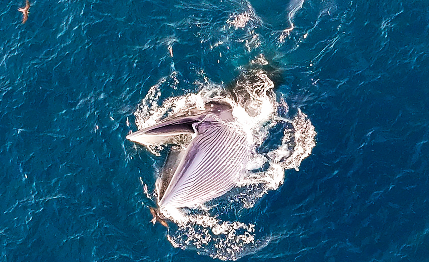 Cá voi đớp mồi. Ảnh: Nguyễn Dũng