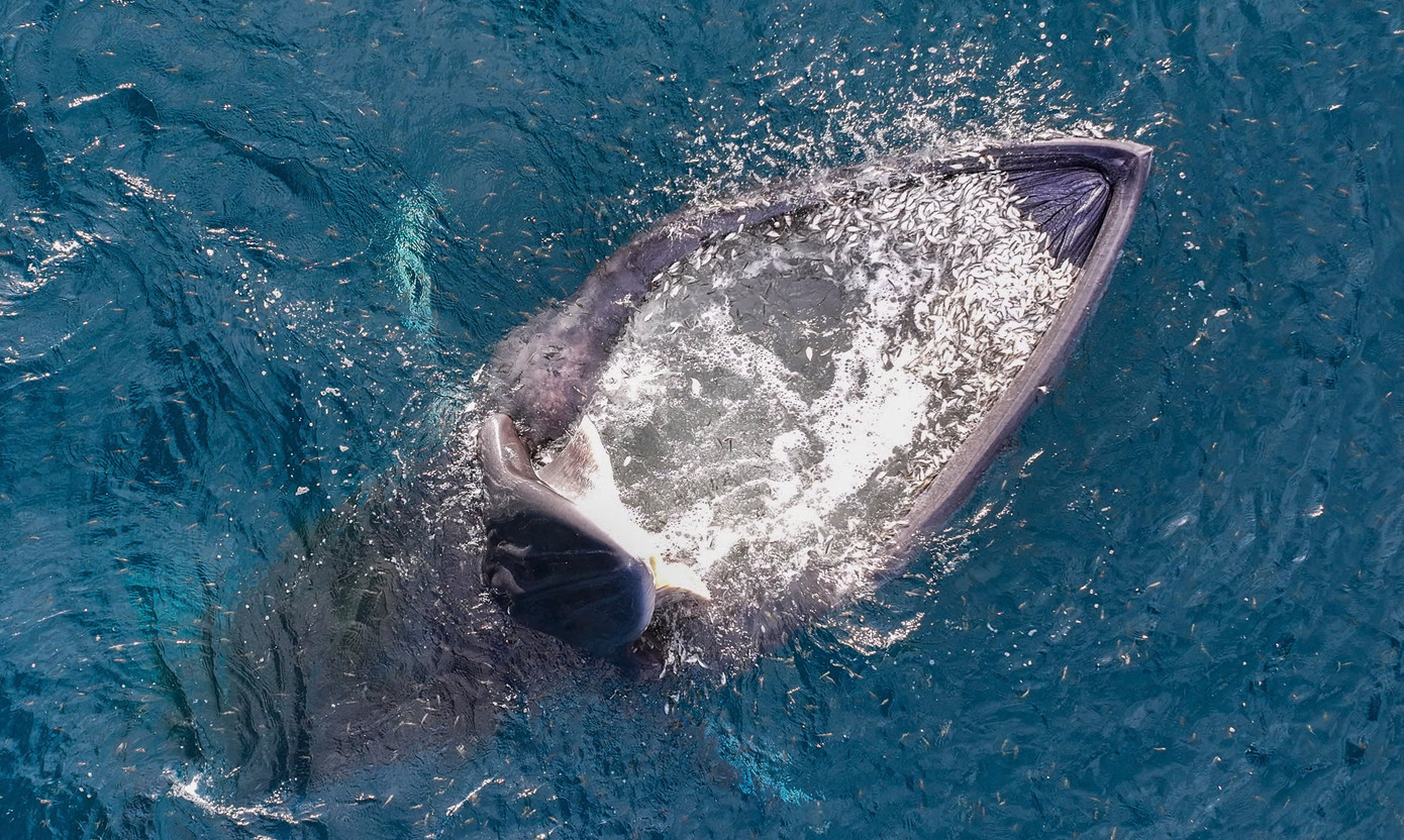 Khoảnh khắc cá voi há miệng săn mồi. Ảnh: Nguyễn Dũng