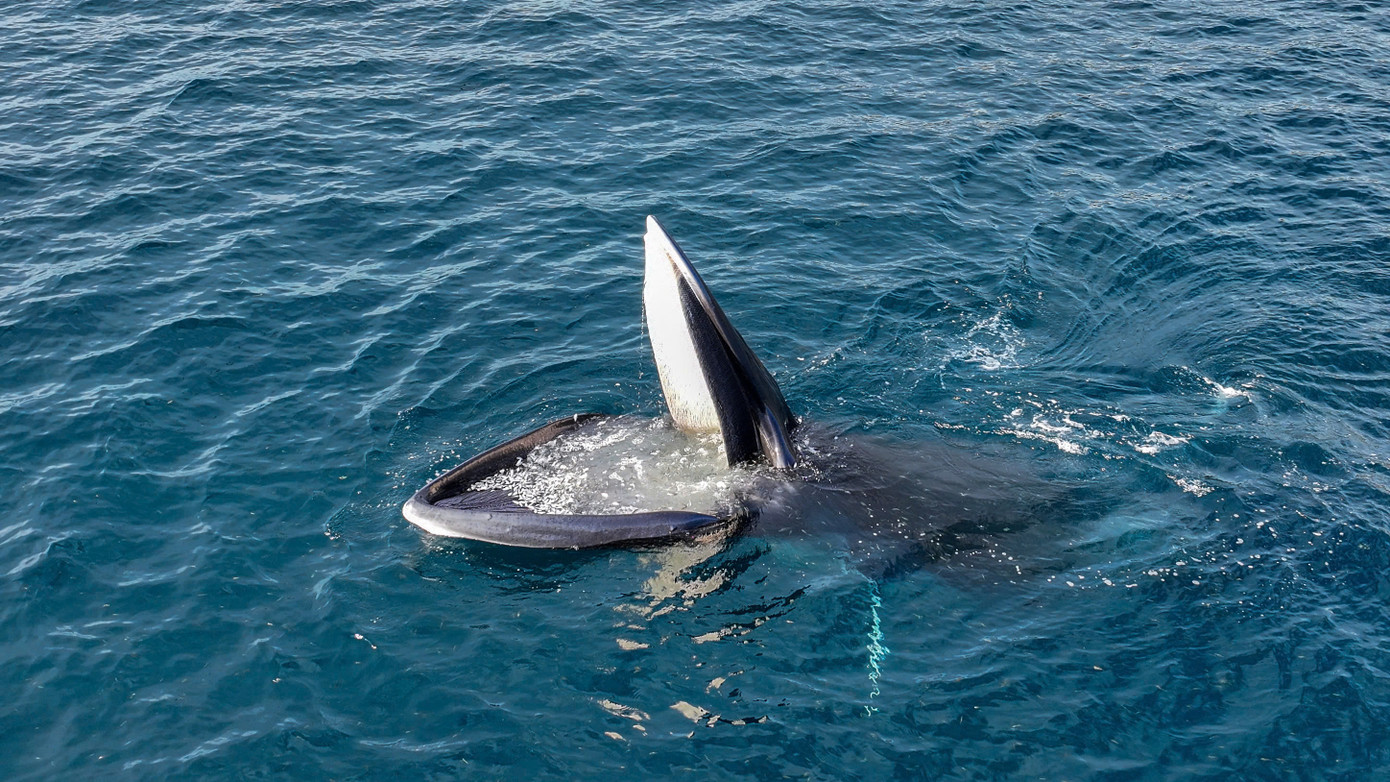 Anh Nguyễn Dũng (trú tại phường Quy Nhơn Nam), một nhiếp ảnh gia cho biết, sau khi có tin đồn đón sự xuất hiện của cá voi ở vùng biển Nhơn Lý, anh đã có mặt ở bến cá từ sớm để ghi lại những khoảnh khắc đẹp. Ảnh: Nguyễn Dũng