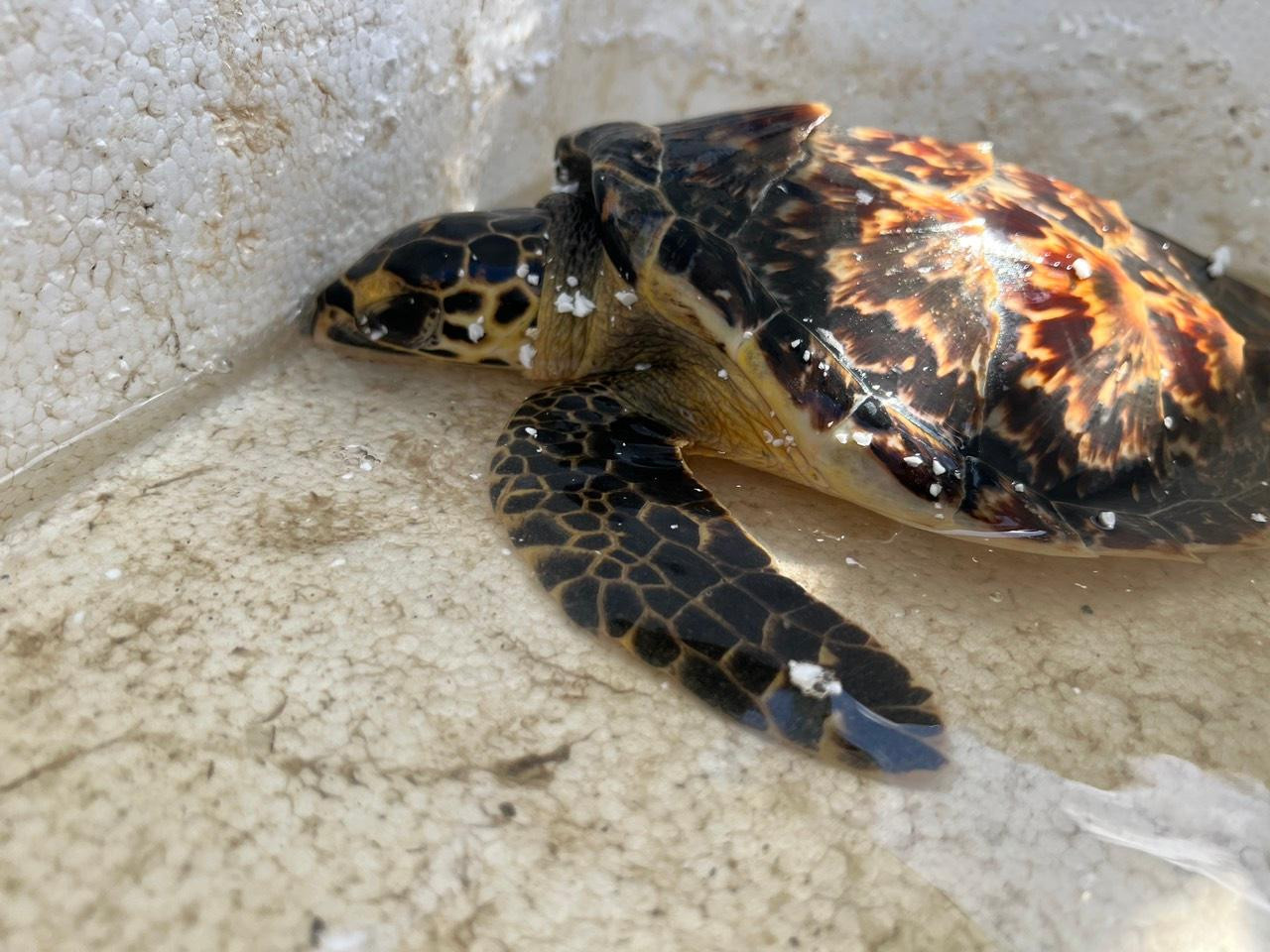 Cá thể đồi mồi được người dân giao nộp. Ảnh: Ái Trinh