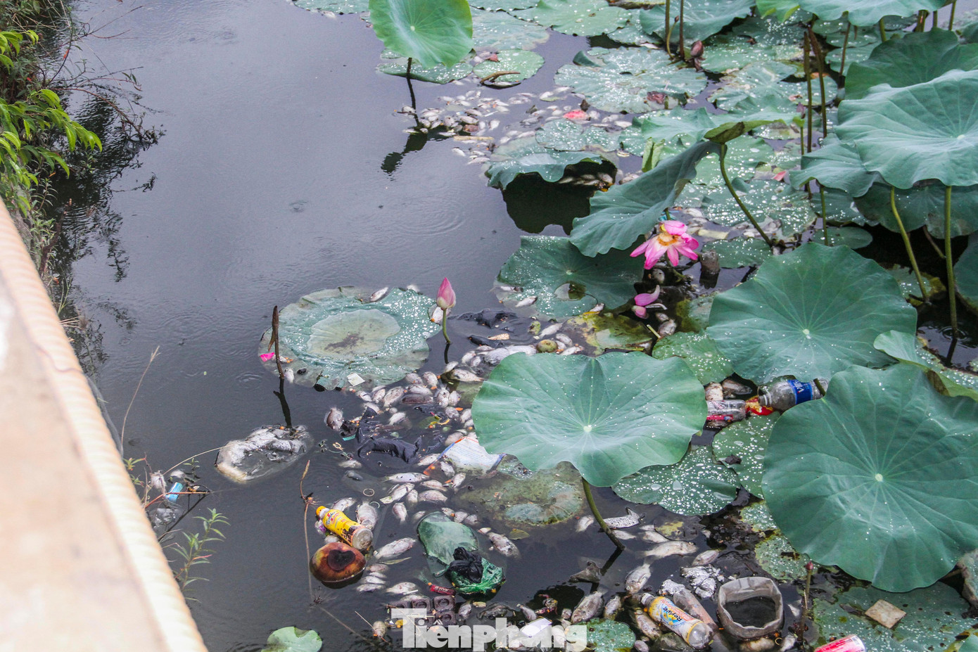 Cá chết rất nhiều, tập trung chủ yếu khu vực có sen. Ảnh: Trương Định