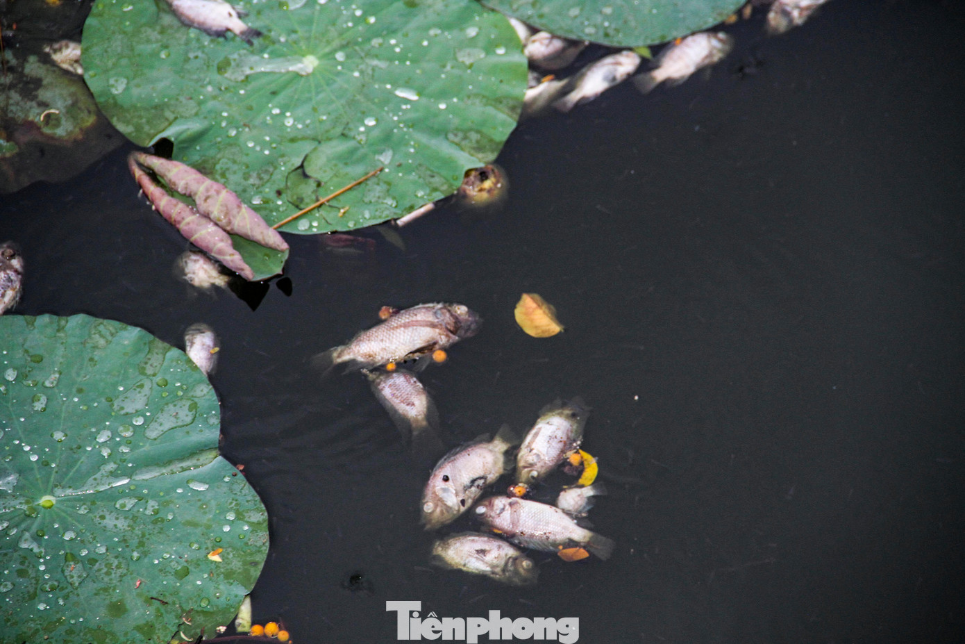 Cá chết trong hồ đã phân hủy, gây mùi hôi thối. Ảnh: Trương Định