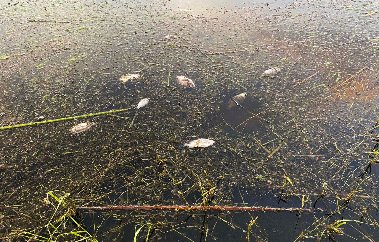 Cá chết nổi trên mặt nước đầm Trà Ổ.