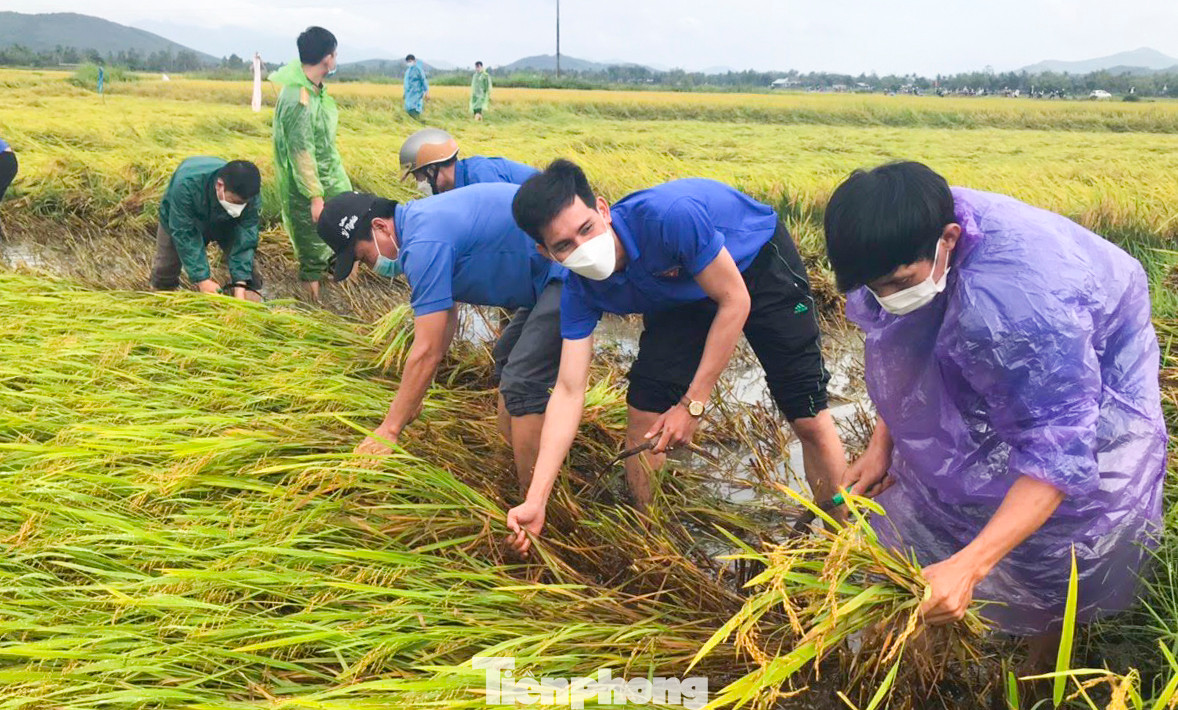 Phan Văn Nhật (thứ hai từ phải qua) tham gia hỗ trợ bà con trong thôn thu hoạch lúa bị ảnh hưởng bởi mưa lũ. Ảnh: NVCC